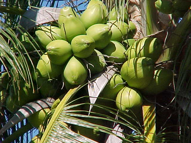 putik kelapa